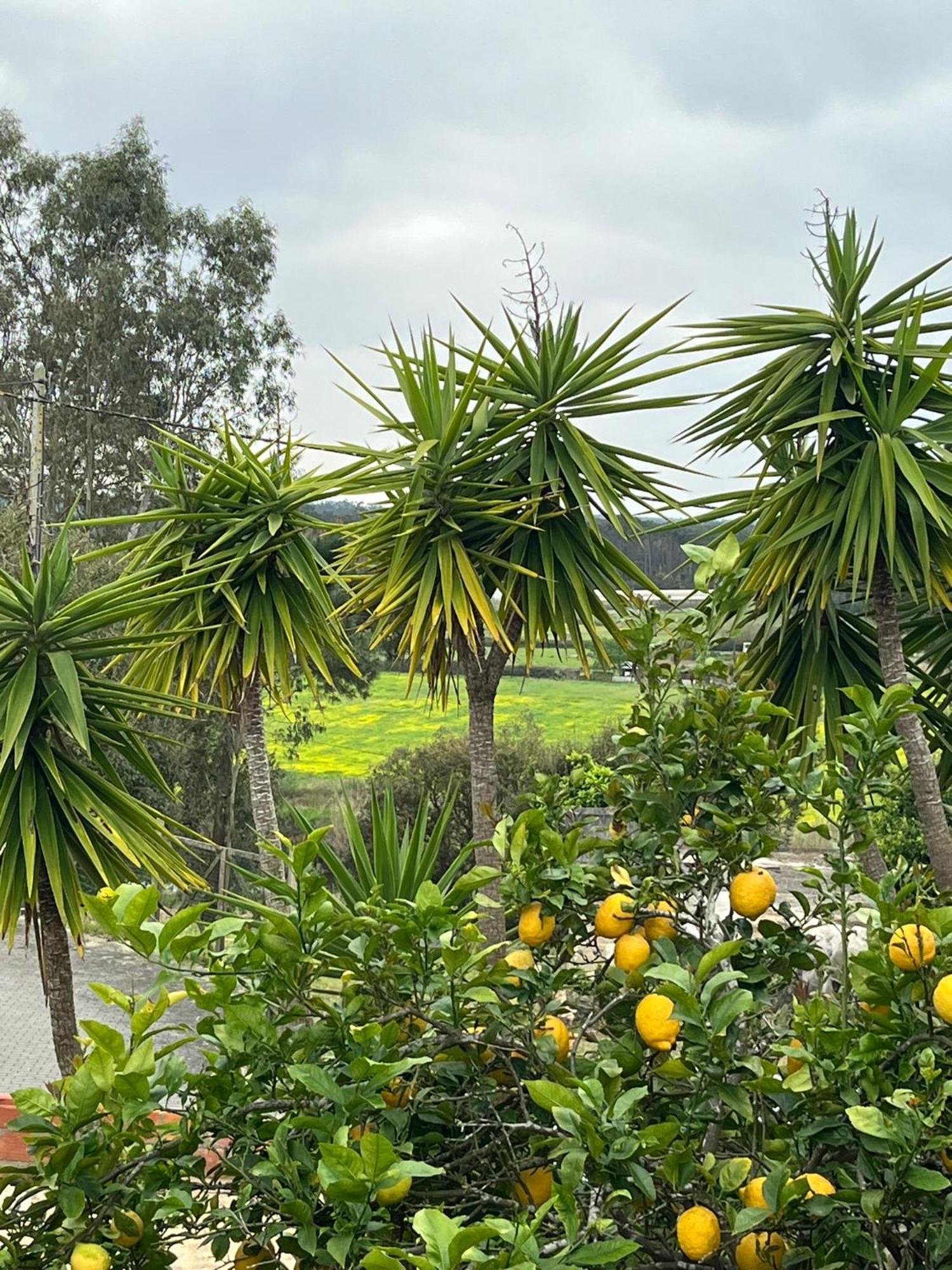 Casa Das Flores Leiria Silvercoast Portugal Monte Redondo 外观 照片